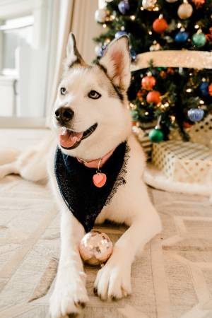 Husky dulce necesita hogar amoroso (hayward / castro valley)63850567065601120
