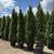 Emerald Green Arborvitae’s for sale 2 thumbnail