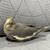 Cockatiel Bird baby 2 thumbnail