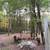 Free trees for lumber firewood or bonfire 2 thumbnail