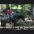 Roan Mare Gorgeous Sweet Gentle Broke for ANY rider 19 thumbnail