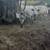 Beef cattle 1 thumbnail
