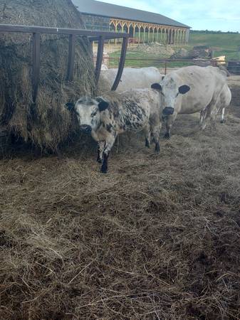 Beef cattle 1