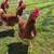 Started Pullets / Coop Ready Hens (Novogens & White Rocks) 14 thumbnail