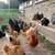 6 Month Hens 7 thumbnail