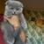 Scottish fold kittens 6 thumbnail