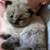 Ragdoll Kitties Pipa and Yuki’s Babies Have Arrived! 5 thumbnail