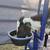 Young Painted Desert Rams For Sale! 4 thumbnail