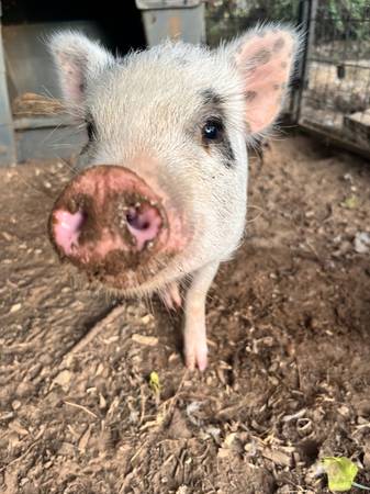 Juliana pig