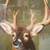 Deer Wall Print 3 thumbnail