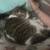 $1000 reward lost cat 1 thumbnail