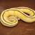 Ball Python 4 thumbnail