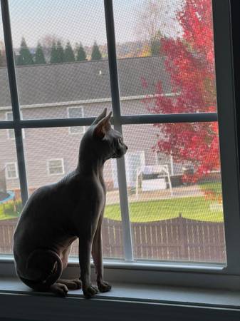 Sphynx (macho)63941349506946120