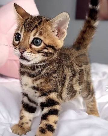 BEAUTIFUL SWEET KITTEN! 1