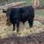 Angus Calf 1 thumbnail