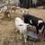 Nigerian Dwarf goat, nubian goat, sheep and pigs 11 thumbnail