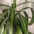 Potted Dracaena Arrangement (2 Varieties) – 11" Glazed Ceramic Pot & S 3 thumbnail
