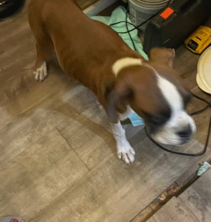 Boxer pup 18 weeks old purebred63688376306819121