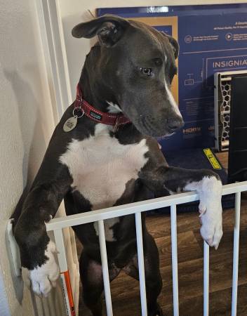 Found 6 month Blue Am Staff (Phoenix) (Phoenix)64203735736962120