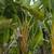 Bird Of Paradise Giant 9 thumbnail
