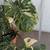 XXL Monstera Thai Constellation Plant 2 thumbnail