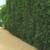 Gracilis Bamboo ~ Premier Clumping Bamboo for Privacy 5 thumbnail