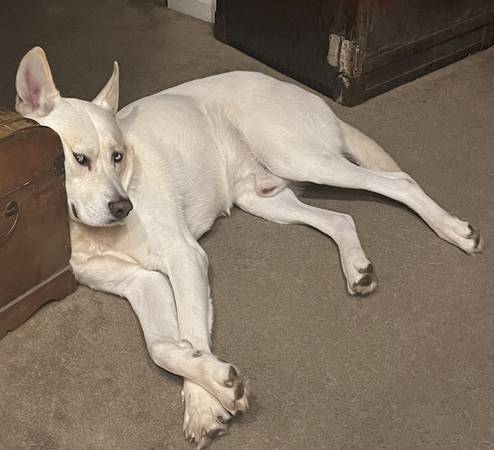 My boys need a new home. Husky Shepherd mix and a Shepherd hound mix. (Rio Linda)63679359570307122