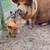 Kune kune piglets 1 thumbnail