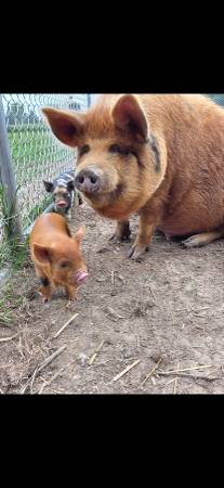 Kune kune piglets 1