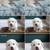 THREE GREAT PYRANEES PUPPIES LEFT 3 thumbnail