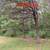 Forestry Mulcher 5 thumbnail