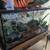 Sweet Ball Python Looking for Home 3 thumbnail