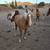 Gorgeous palomino yearling mustang filly!!! 22 thumbnail