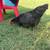 Olive egger laying hen 2 thumbnail