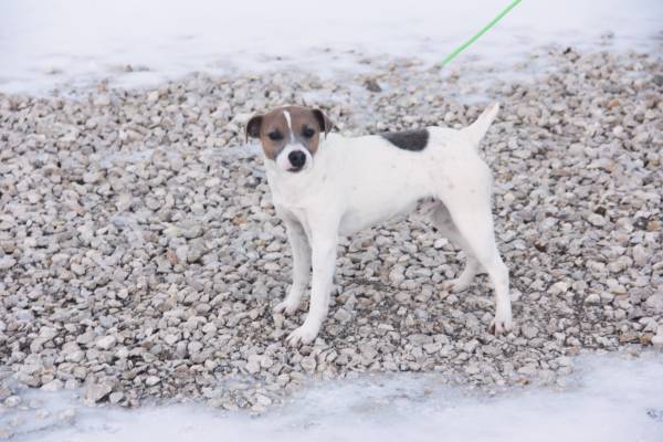 Jack Russell Terrier Rehoming JRT 1