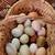 15 Easter and olive egger hens 23 thumbnail