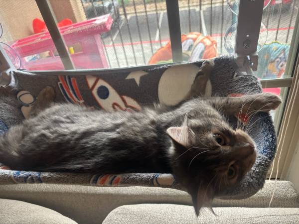 Rehoming medium haired cat (Round Rock)531761453660917762