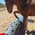 Gelding -grade 7 year old 5 thumbnail