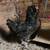 Laying hens 🥚🍳 1 thumbnail