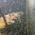 Koi fish 6 thumbnail