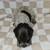 German Short-haired Pointer 5 thumbnail