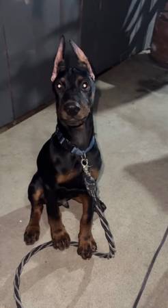 Doberman male puppy (Escondido)