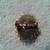 2 VINTAGE BROOCHES/LAPEL PINS 5 thumbnail