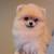 Female puppy 2 thumbnail