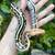 Borneo Short tail pythons 2 thumbnail