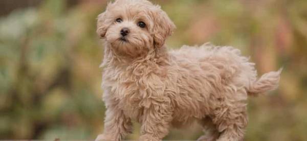 Poodle múltiple63848874544257123