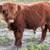 Mini Livestock 7 thumbnail