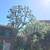 TREE SERVICE TRIMMING PRUNING REMOVALS 16 thumbnail