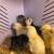 Pullets and chicks 12 thumbnail