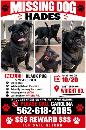 Missing pug 1